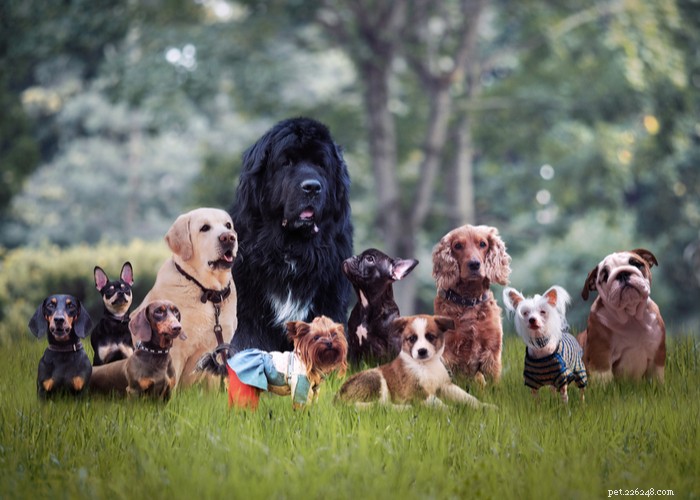 40 gerenommeerde hondenfokkers in de VS (2022)