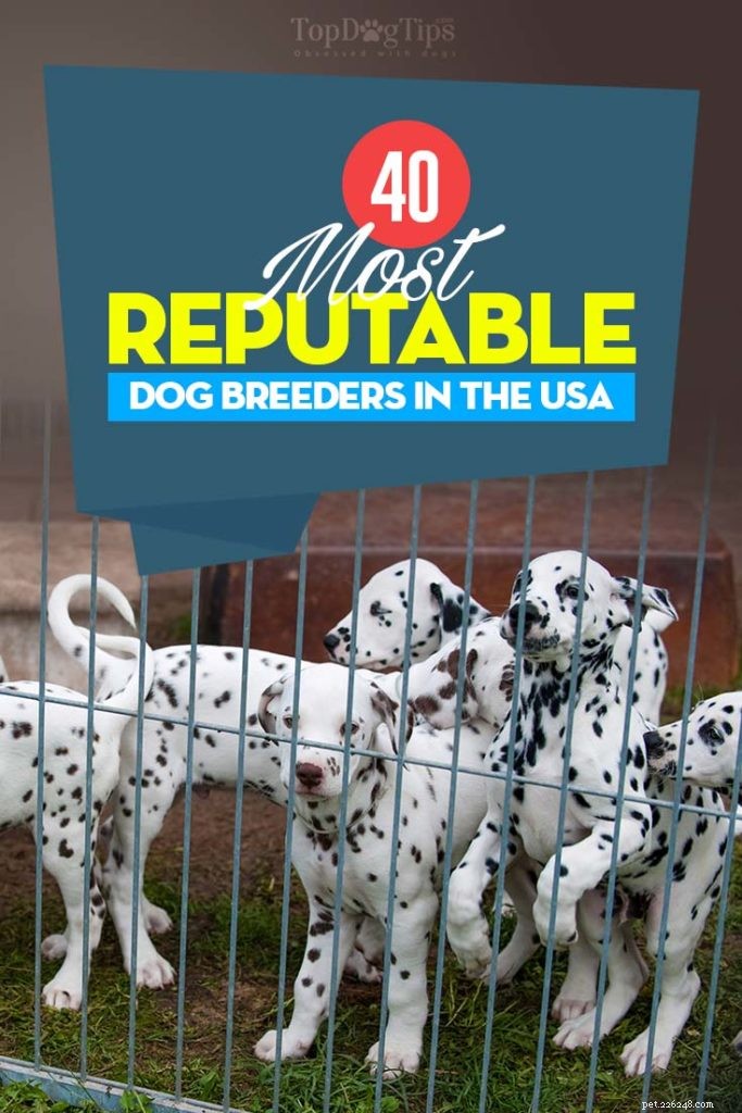 40 éleveurs de chiens réputés aux États-Unis (2022)