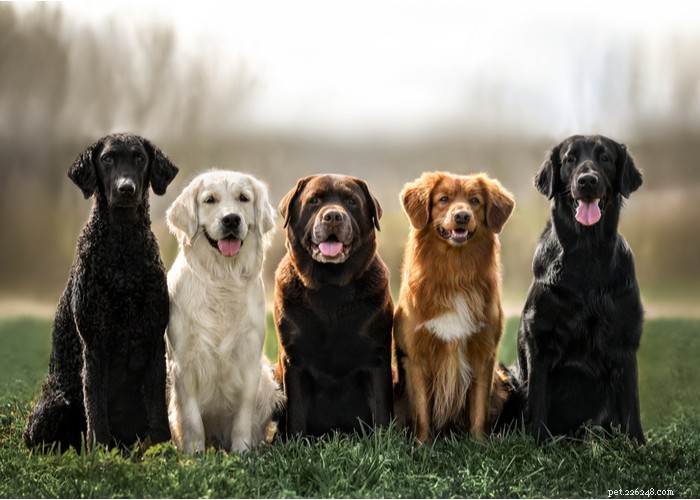 40 renomovaných chovatelů psů v USA (2022)