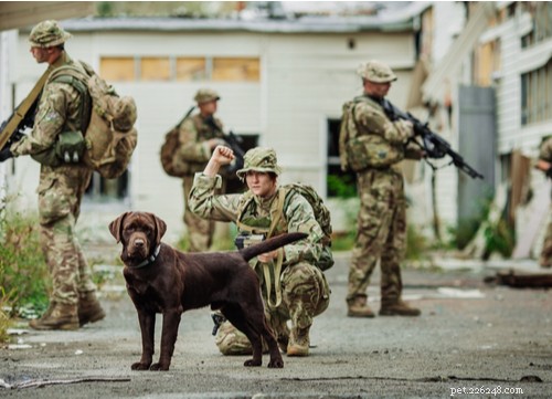 Militaire hondenrassen