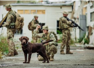 Raças de cães militares