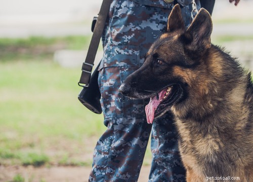 Races de chiens militaires