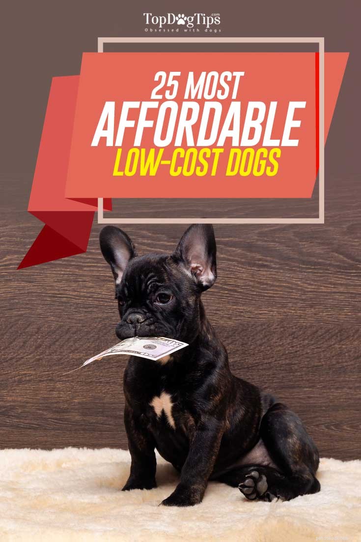 25 meest betaalbare goedkope hondenrassen