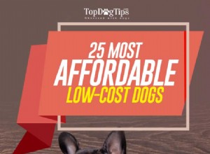 25 raças de cães de baixo custo mais acessíveis