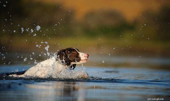 30 beste jachthonden voor alle soorten wild