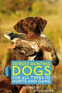 30 meilleurs chiens de chasse pour tous les types de gibier