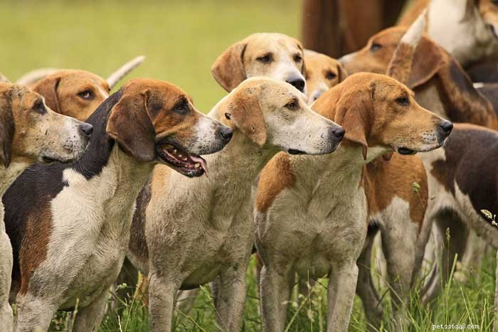 30 melhores cães de caça para todos os tipos de jogo