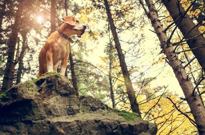 30 nejlepších loveckých psů pro všechny typy zvěře