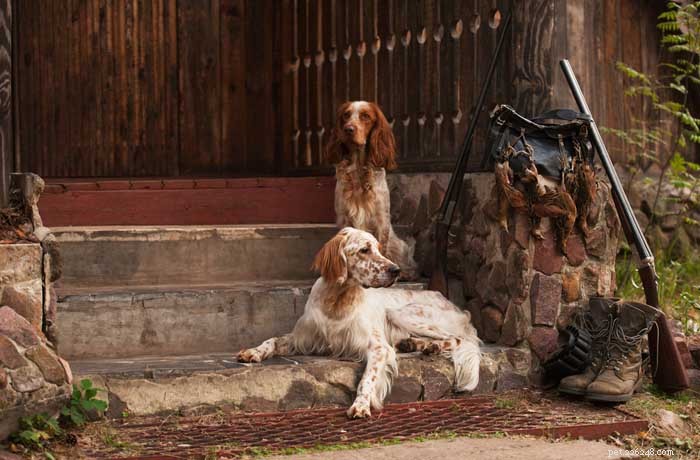 30 meilleurs chiens de chasse pour tous les types de gibier