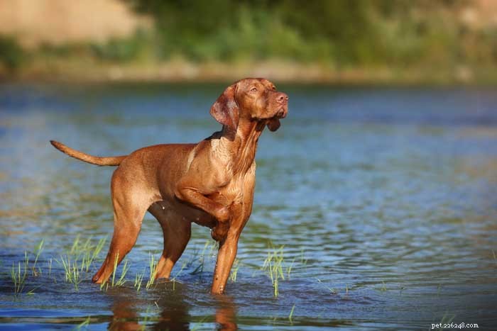 30 nejlepších loveckých psů pro všechny typy zvěře