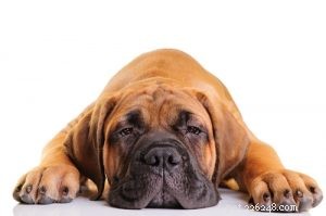 30 raças de cachorros mais preguiçosas, perfeitas para um dono de batata de sofá