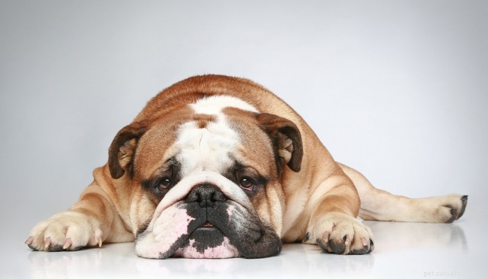 Les 30 races de chiens les plus paresseux sont parfaites pour un propriétaire de pommes de terre de canapé