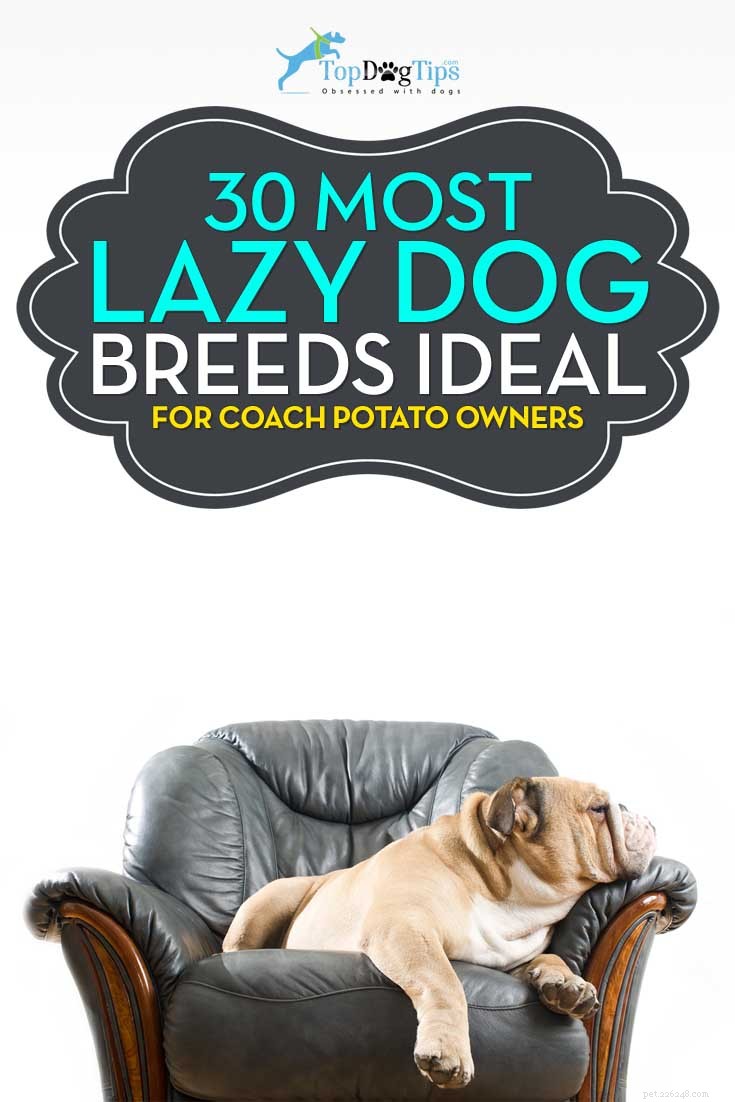 30 raças de cachorros mais preguiçosas, perfeitas para um dono de batata de sofá