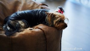 30 meest luie hondenrassen, perfect voor een couch Potato-eigenaar