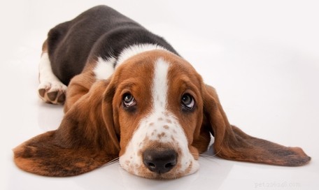 30 самых ленивых пород собак, идеально подходящих для домовладельца