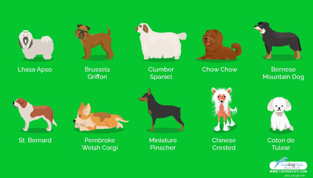 30 meest luie hondenrassen, perfect voor een couch Potato-eigenaar