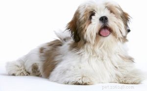 30 самых ленивых пород собак, идеально подходящих для домовладельца