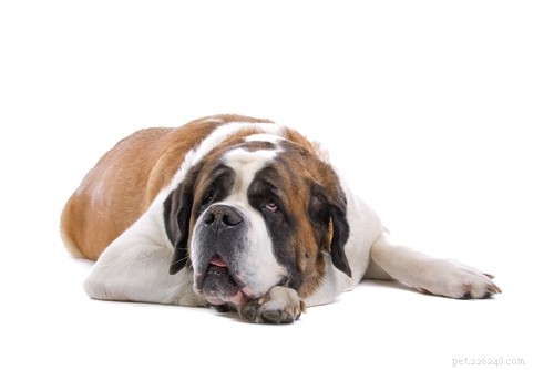 30 mest lata hundraser Perfekt för en soffpotatisägare