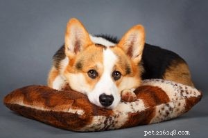 30 razze di cani più pigre perfette per un proprietario di patata da divano