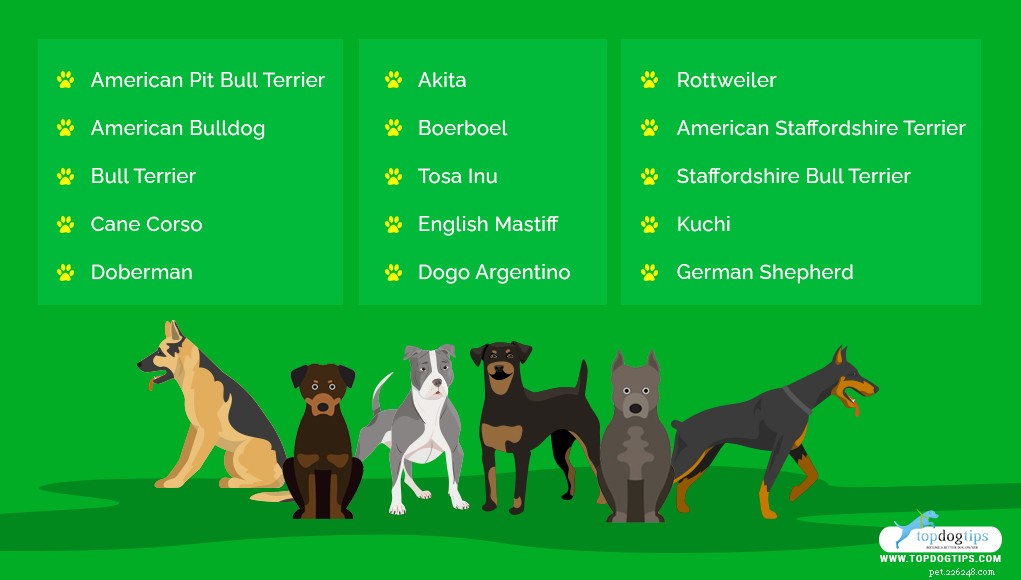 15最も人気のある格闘犬の品種 
