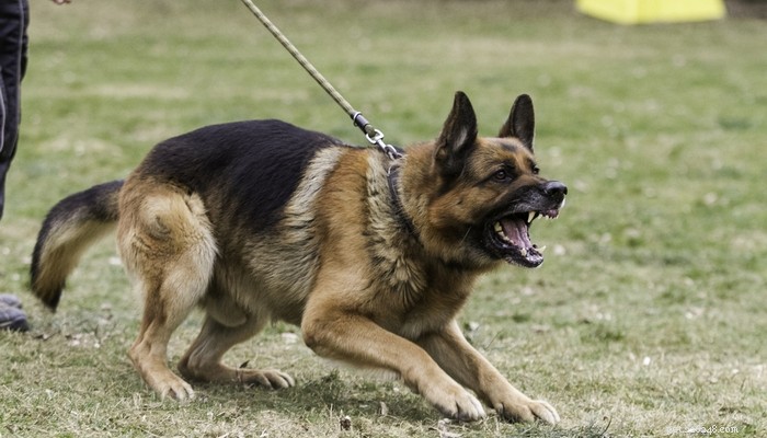 15最も人気のある格闘犬の品種 