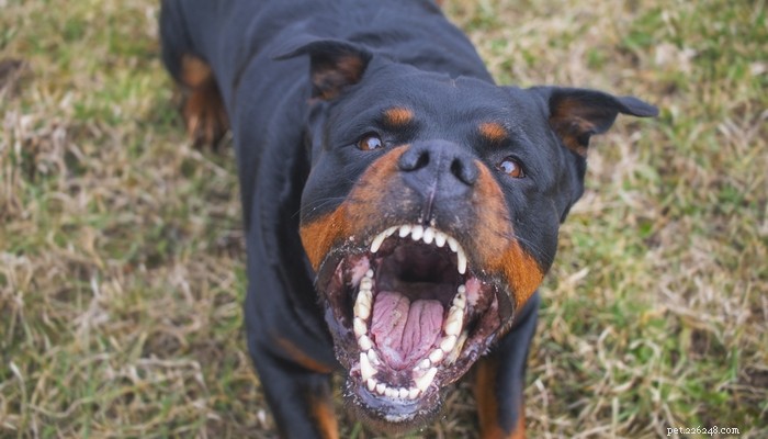 15 nejoblíbenějších plemen bojových psů