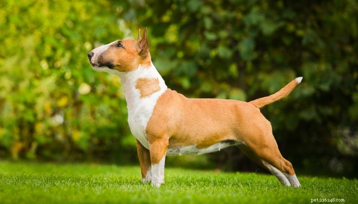 15 raças de cães de briga mais populares