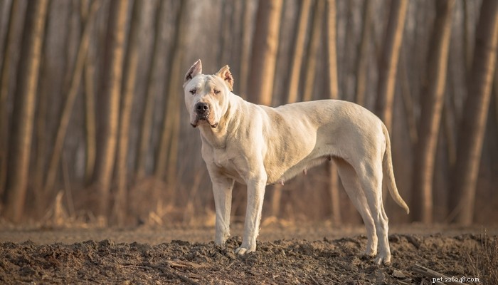 15 races de chiens de combat les plus populaires