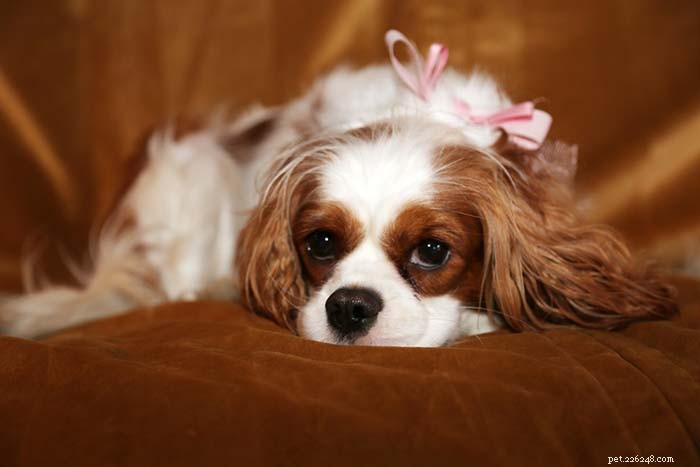 11 petits chiens populaires au tempérament doux et calme