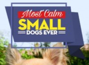 11 populära milda och lugna små hundar