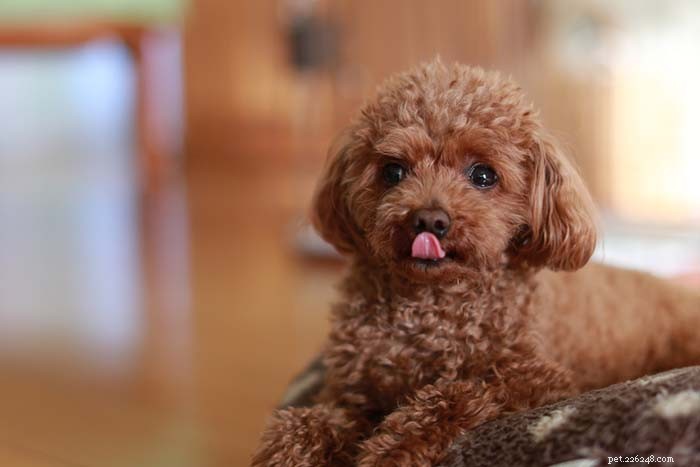 11 популярных кротких и спокойных маленьких собак