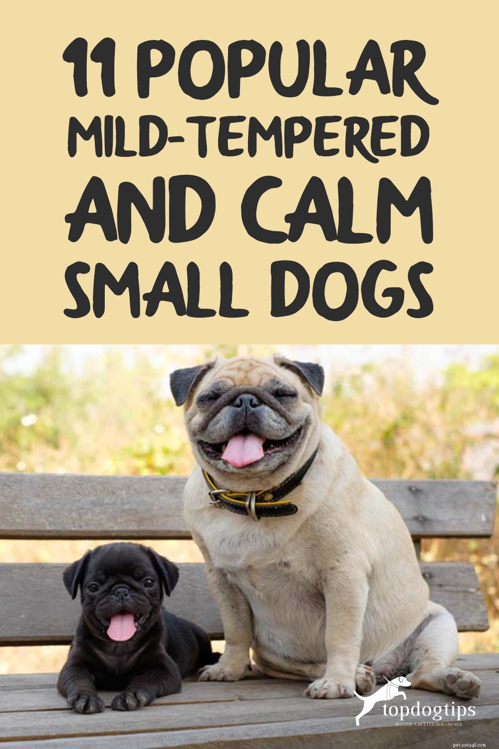 11 populära milda och lugna små hundar