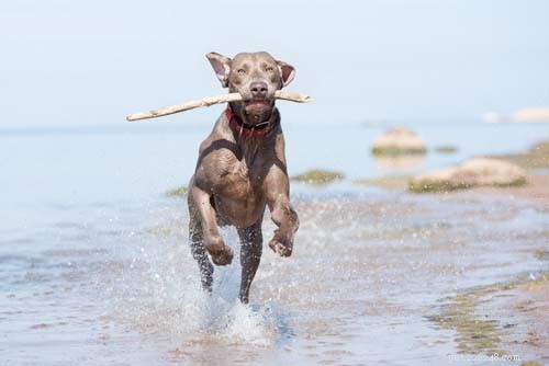 10 beste honden om mee te rennen