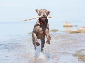 10 bästa hundar att springa med