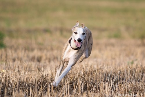 10 meilleurs chiens avec qui courir