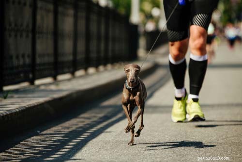 10 beste honden om mee te rennen