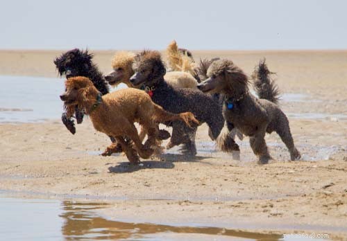 10 meilleurs chiens avec qui courir