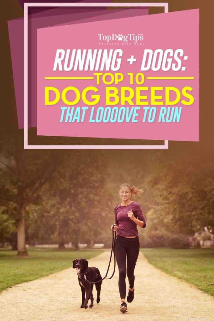 10 nejlepších psů k běhání