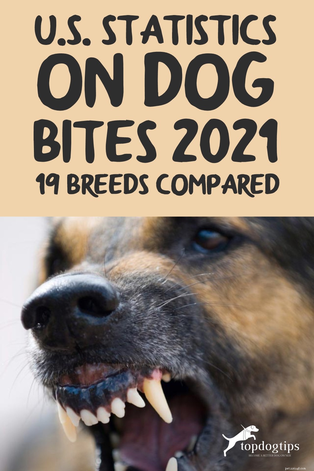 États-Unis Statistiques sur les morsures de chien 2021 (19 races comparées)