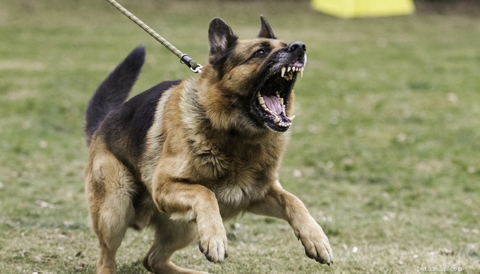 20 самых опасных собак в мире