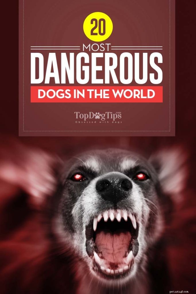 20 nejnebezpečnějších psů na světě