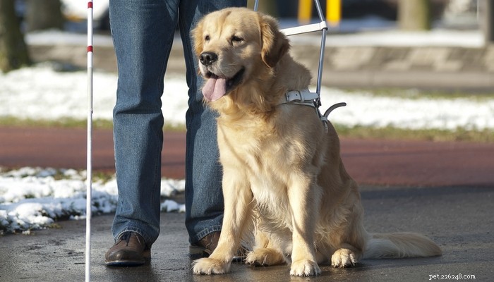 Elenco delle 25 migliori razze di cani da terapia
