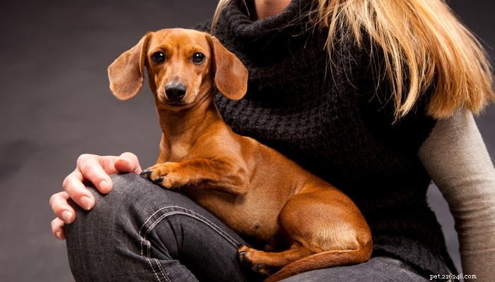 Elenco delle 25 migliori razze di cani da terapia
