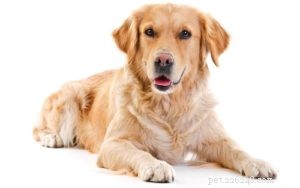 25 lijst met beste therapiehondenrassen