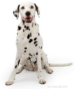 Liste des 25 meilleures races de chiens thérapeutiques