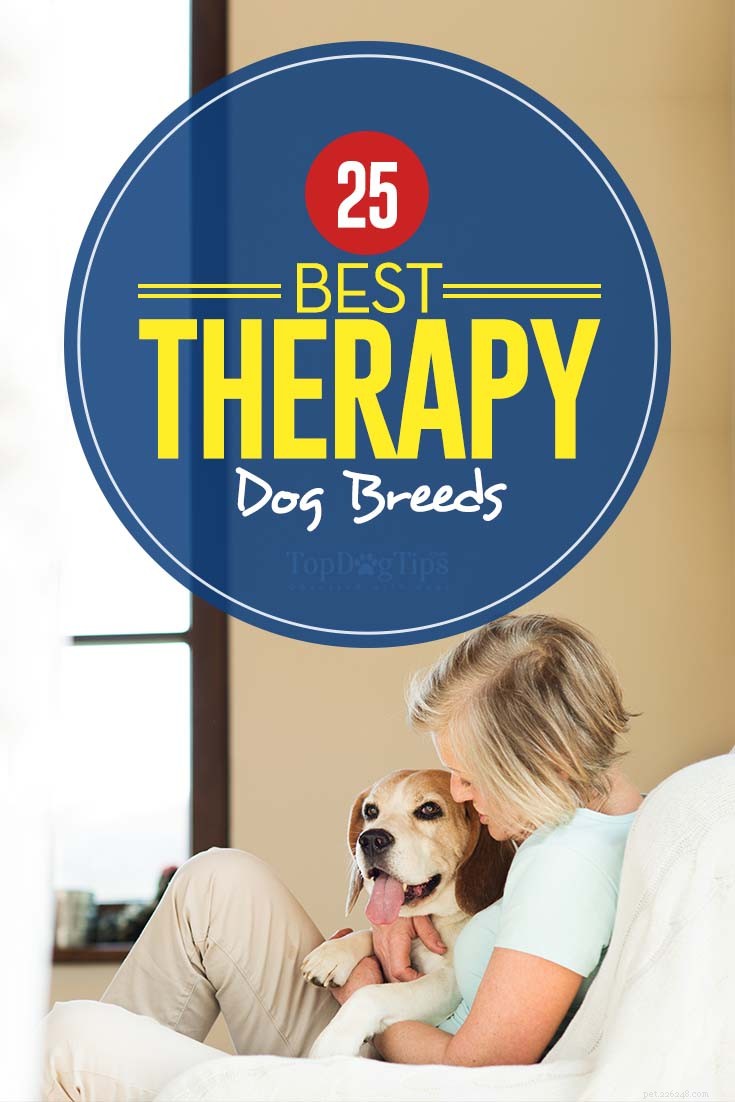 Liste des 25 meilleures races de chiens thérapeutiques