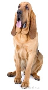 Lista das 25 melhores raças de cães de terapia