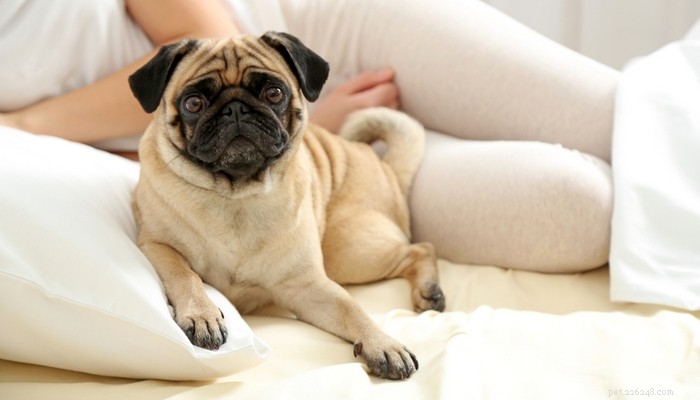 30 races de chiens les plus calmes pour les appartements