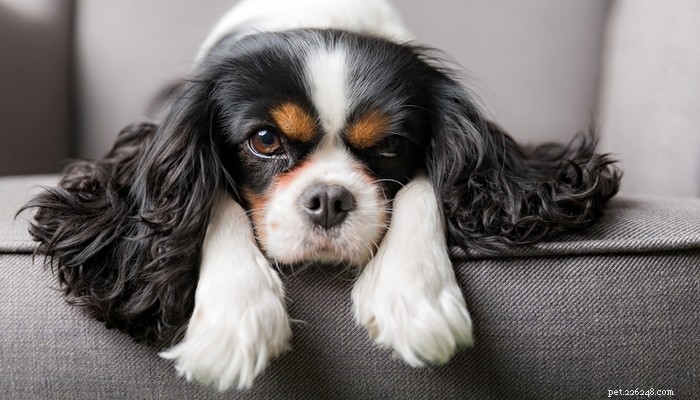 30 races de chiens les plus calmes pour les appartements