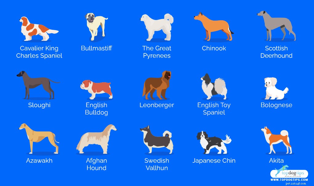 30 stilste hondenrassen voor appartementen